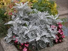 We did not find results for: Dusty Miller Umass Amherst Greenhouse Crops And Floriculture Program