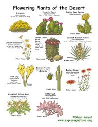 Desert Flowering Plants