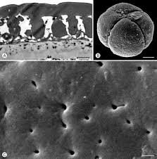 Image result for Hexalobus