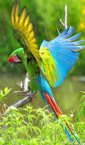 Birds And Blooms Contest Winners Parrot With Perfect Landing In Rainy Conditions Animals Pets Birds Parrot Animals Luveurpet Colorfulbirds Pet Birds Parrots Pet Birds Birds