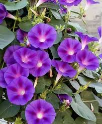 Pin By Ghada Yazbeck On Pictures Morning Glory Flowers Beautiful Flowers Flowers Nature