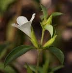 Image result for Barleria lugardii