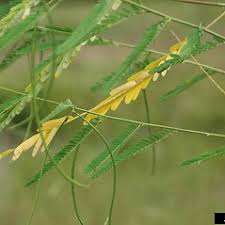 Image result for Sesbania tetraptera