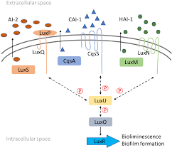 Mathematical Modeling Of The Quorum Sensing In Vibrio Harveyi