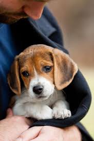 Not Owned One Yet But Have House Sat Beagles Before Really Smart Dogs Beagle Beagle Puppy Cute Dogs Puppies