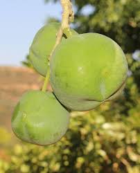 Image result for Casimiroa