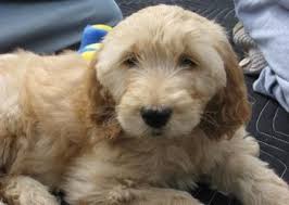 We did not find results for: Labradoodle Goldendoodle Puppy For Sale Va Md Dc Doodle Dog Pups Breeder Goldendoodle Puppy For Sale Labradoodle Goldendoodle Goldendoodle Puppy