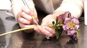 We did not find results for: Video How To Grow Hydrate And Hold Hellebores As Cut Flowers