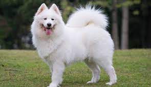 Browse thru samoyed puppies for sale in michigan, usa area listings on puppyfinder.com to find your perfect puppy. Samoyed Puppies For Sale Greenfield Puppies