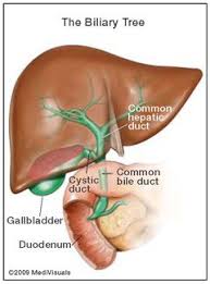 Pin By Hira On Psc Bile Duct Bile Duct Cancer Gallbladder