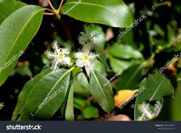 Image result for Lophostemon confertus