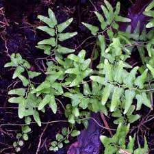 Image result for Lygodium microphyllum