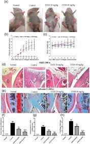Dextromethorphan Exhibits Anti Inflammatory And Immunomodulatory Effects In A Murine Model Of Collagen Induced Arthritis And In Human Rheumatoid Arthritis Scientific Reports