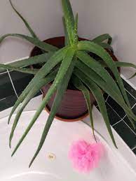 Best potting soil for aloe vera plants. How Often Should I Water A Large Aloe Vera Succulents