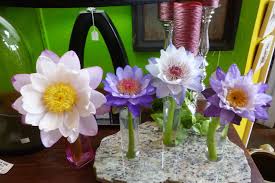 The lotus will grow to 2 to 3 feet with leaves which are 14 to 17 inches in diameter. Can I Purchase Cut Lotus Flowers Or Waterliliesfor An Event I Am Plann Pond Megastore