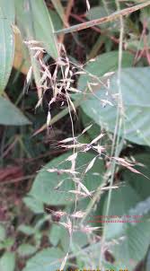 Image result for Capillipedium