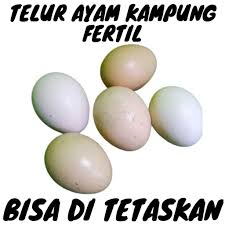 Telur infertil adalah telur yang tidak sempurna dalam proses pembentukannya. Telur Ayam Kampung Ori Bisa Ditetaskan Fertil Shopee Indonesia