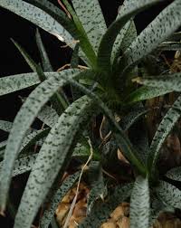 Image result for Ledebouria