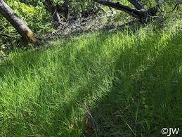 Image result for Agrostis
