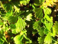 Image result for Syncolostemon flabellifolius