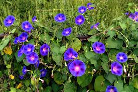 Morning Glory Flower Meaning Flower Meaning
