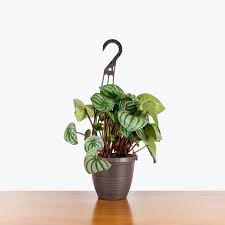 Image result for Peperomia molleri