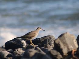 Image result for Tragiella natalensis