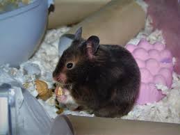 Syrian hamsters are the largest species of hamster that you can buy as a pet. Syrian Hamsters Auditory Hallucinations And Autophagy In Alzheimer S Greater Manchester Physiology Symposium The Physiological Society