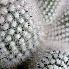 Is there a good way use duct tape to get them out or even a lint roller might help, but i think duct tape has a stronger stickiness to it. How To Remove Cactus Needles Embedded In Skin The Painless Way Succulent Alley