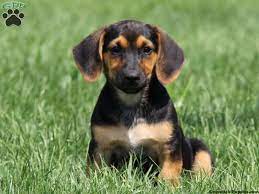 Basset Hound Mix Puppies For Sale Greenfield Puppies