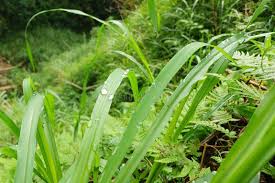 Image result for Cenchrus purpureus