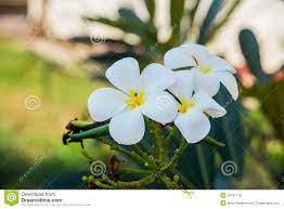Eleganti e discreti non sono mai inappropriati. Fiori Bianchi Con Centro Giallo
