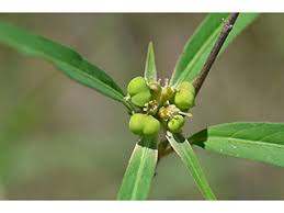 Image result for Euphorbia heterophylla