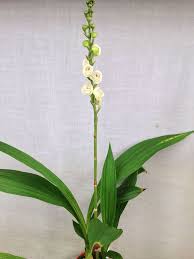 It is commonly referred to as the holy ghost orchid, dove orchid or flower of the holy spirit in english, and, as the flor del espiritu santo in spanish. Peristeria Elata The Dove Orchid Ch 19640 Peristeria Doveorchid Fragrant Orchid Orchidsbyhausermann