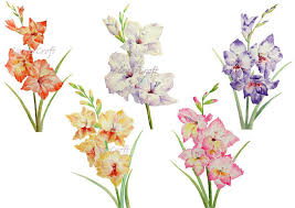 Watercolour Gladiolus White Yellow Pink Purple Orange Digital Download Gladiolus Tattoo Watercolor Flowers Gladiolus Flower Tattoos