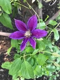 Raised by walter pennell, probably in 1954, and named in 1961 after an employee. My Purple Clematis Was Supposed To Be Pink Hometalk