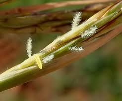 Image result for Hyparrhenia