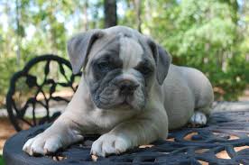 Olde English Bulldogge Puppy Colors Olde South Bulldogges