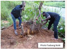 Image result for Strombosiopsis tetrandra