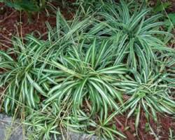 Image result for Chlorophytum lancifolium