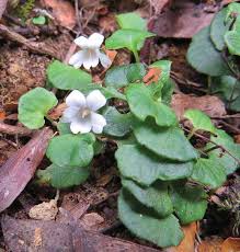 Image result for Priva curtisiae