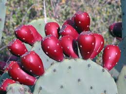 This popular cactus can grow all over the world and is destined to be the next big herbal superstar. 2 Winter Resistant Prickly Pear Cactus Pads Hardy Easy Grow Organic Gardening Plants Seeds Bulbs