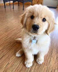 Pin On Golden Retrievers