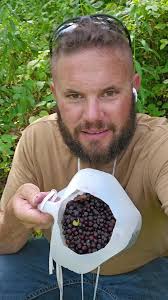 idaho huckleberry #huckleberry #idaho #aaronbelk #mountains #fruit