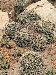 Image result for Caperonia fistulosa