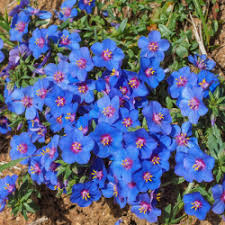 Image result for Anagallis serpens