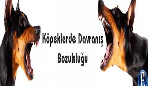 Kopeklerde Davranis Bozuklugu Nedir Kopek Kopek Egitimi Davranis