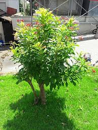 Image result for Jatropha erythropoda