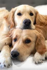 Pin On All Things Pets