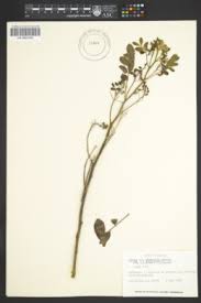 Image result for Cassia burttii